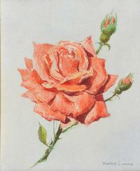 RED ROSE by Maurice Canning Wilks ARHA RUA at Ross's Online Art Auctions