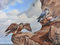 FALCONS by Terry Dorrian at Ross's Online Art Auctions