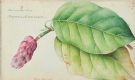 BOTANICAL STUDIES by 19th Century English School at Ross's Online Art Auctions