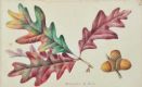 BOTANICAL STUDIES by 19th Century English School at Ross's Online Art Auctions