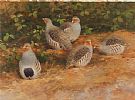 ENGLISH PARTRIDGE by Neil Cox at Ross's Online Art Auctions