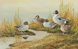TEAL WITH PINTAIL by Neil Cox at Ross's Online Art Auctions