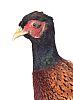 TAXIDERMY PHEASANT at Ross's Online Art Auctions