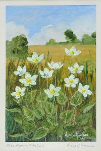 WILD FLOWERS OF IRELAND, GRASS OF PARNASSUS by John McLeod at Ross's Online Art Auctions