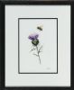 THISTLE AND BEE by Lawrence Chambers at Ross's Online Art Auctions