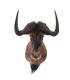 WALL MOUNTED ANIMAL SPECIMEN at Ross's Online Art Auctions
