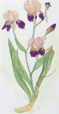 STILL LIFE, IRIS by Anne Anderson at Ross's Online Art Auctions