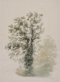 TREE STUDY by Andrew Nicholl RHA at Ross's Online Art Auctions