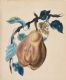 FLOWERS by 19th Century Irish School at Ross's Online Art Auctions