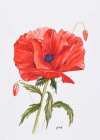 STILL LIFE, POPPY by June Hardy at Ross's Online Art Auctions