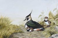 LAPWING WITH YOUNG by Julian Friers RUA at Ross's Online Art Auctions