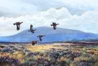 RED GROUSE OVER THE MOORS by Julian Friers RUA at Ross's Online Art Auctions