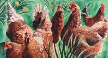 HENS by Betty Brown at Ross's Online Art Auctions