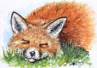 FOX SNOOZING by Andy Saunders at Ross's Online Art Auctions