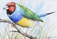 RAINBOW FINCH by Andy Saunders at Ross's Online Art Auctions