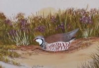 GROUSE by William Houston at Ross's Online Art Auctions