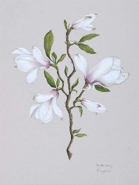 MAGNOLIA by H. Menary at Ross's Online Art Auctions