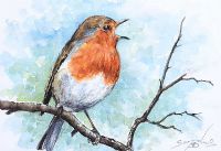 ROBIN SINGING by Andy Saunders at Ross's Online Art Auctions