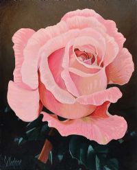 STILL LIFE, ROSE by George Callaghan at Ross's Online Art Auctions
