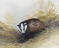 STUDY OF A BADGER by Nanee at Ross's Online Art Auctions