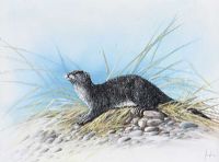 STUDY OF AN OTTER by Nanee at Ross's Online Art Auctions