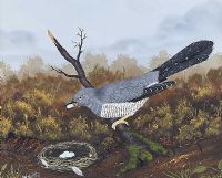 CUCKCOO RAIDING A NEST by William Houston at Ross's Online Art Auctions