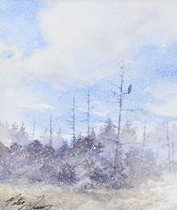 FIR TREES by Peter Shaw at Ross's Online Art Auctions
