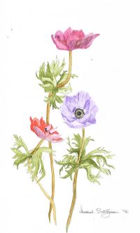 STILL LIFE, FLOWERS by Isobel Sturgeon at Ross's Online Art Auctions