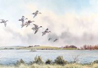 PINTAILS, LOUGH GOWNA, WESTMEATH by Robert W. Milliken at Ross's Online Art Auctions