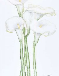 ARUM LILY by Elizabeth Prentergast at Ross's Online Art Auctions