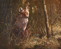FOX IN THE WOODS by Stephen Cummins at Ross's Online Art Auctions