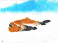 FOX STRETCHING by Jeff Adams at Ross's Online Art Auctions