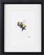 BUMBLE BEE by Lawrence Chambers at Ross's Online Art Auctions
