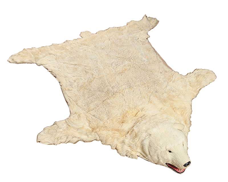 Antique Polar Bear Skin Rug, How Much Is A Polar Bear Rug