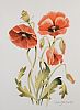 WILD POPPIES by Colin J.B. Smith at Ross's Online Art Auctions