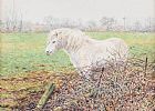 SHETLAND PONY by Mike Webb at Ross's Online Art Auctions