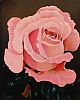 STILL LIFE ROSE by George Callaghan at Ross's Online Art Auctions