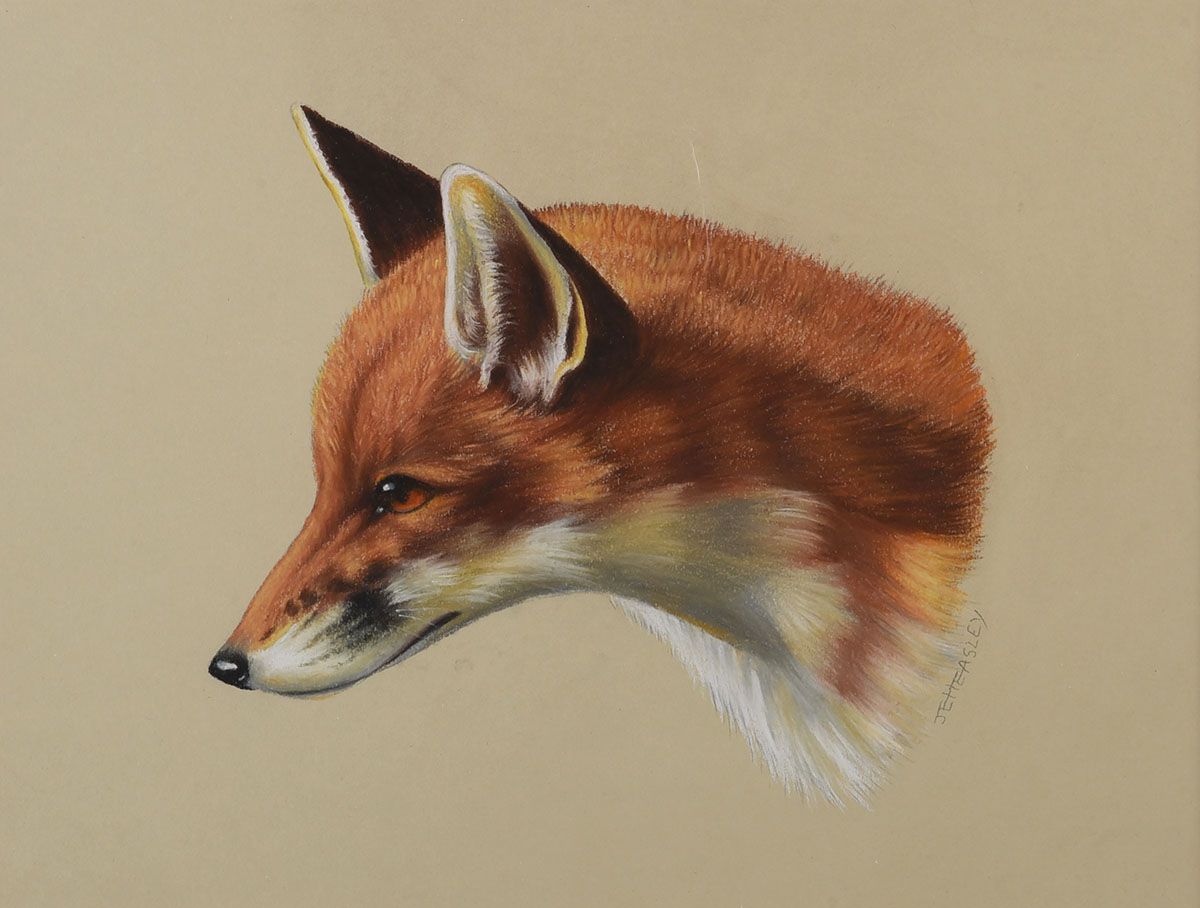 STUDY OF A FOX by J.E. Heasley at Ross's Online Art Auctions