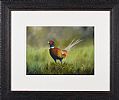 PHEASANT by Lawrence Chambers at Ross's Online Art Auctions