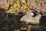 DIPPER by Roy Gaston at Ross's Online Art Auctions