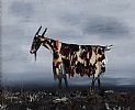 THE BOGLAND GOAT by Michael Smyth at Ross's Online Art Auctions