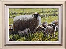 SHEEP IN THE GLENS by Keith Glasgow at Ross's Online Art Auctions