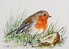 HUNGRY ROBIN by Andy Saunders at Ross's Online Art Auctions