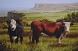 COWS, FAIRHEAD by Keith Glasgow at Ross's Online Art Auctions