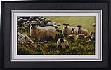 SHEEP & LAMBS by Keith Glasgow at Ross's Online Art Auctions