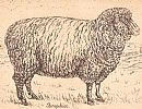 SHROPSHIRE SHEEP by English School at Ross's Online Art Auctions