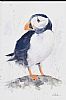 PUFFIN by Lawrence Chambers at Ross's Online Art Auctions