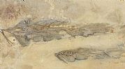 FISH FOSSILS by Gerard Dillon at Ross's Online Art Auctions