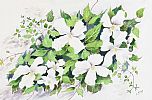 STILL LIFE, WHITE CLEMATIS by Lorraine Kidd at Ross's Online Art Auctions