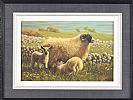 SPRING LAMBS by Keith Glasgow at Ross's Online Art Auctions